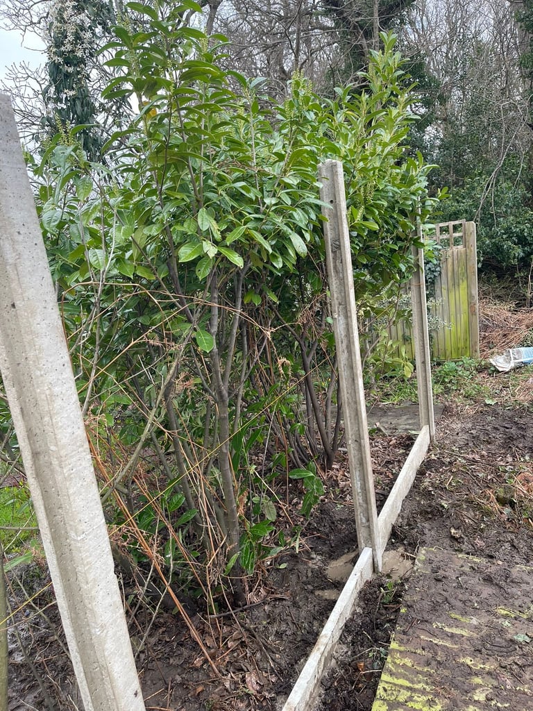Wooden fence panels alongside climbing green plants and bare branches in a garden bed